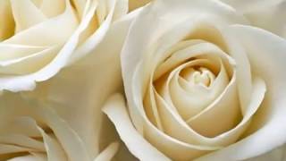 * * *    Paul Anka -  Ramblin' Rose   * * *