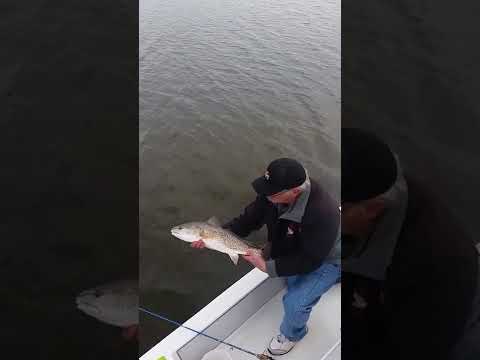 Redfish in Mosquito Lagoon! — New Smyrna Beach Inshore Fishing