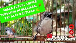 Download lagu 🔴THE BEST MASTERAN 💫 SUARA BURUNG SNIPER TEMBAKAN MENGERIKAN..‼️🔥@gandagandoeLkicau777 mp3