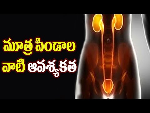 Kidney Diseases in Telugu Video