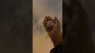 Japanese snow