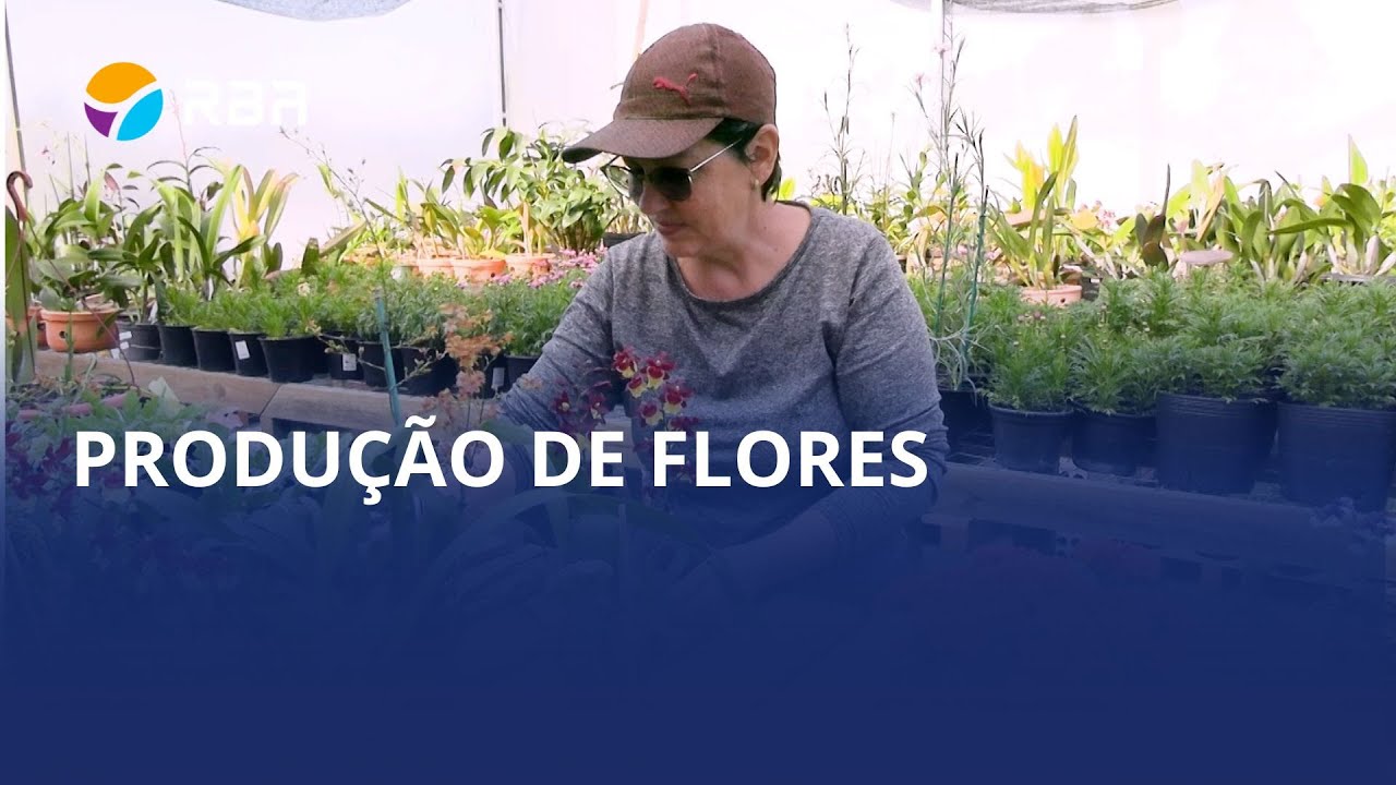 Produção de flores. Agricultora de Trombudo Central transforma passatempo em negócio