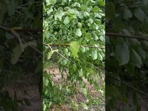 Hinge Cut Deer Browse