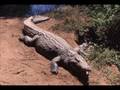 Interior Crocodile Alligator FULL SONG!!!!! 