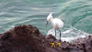 preview picture of video 'Snowy Egret Caught A Fish!! Atlantic Ocean, Palm Beach Shores, Singer Island Florida.'