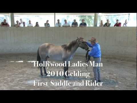 Monty Roberts Willing Partners™ horse Hollywood Ladies Man