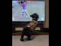 Dog Celebrates Fluminense's Goal | Football Fan Cute DOG Celebrates Goal of his Favorite Team #funny