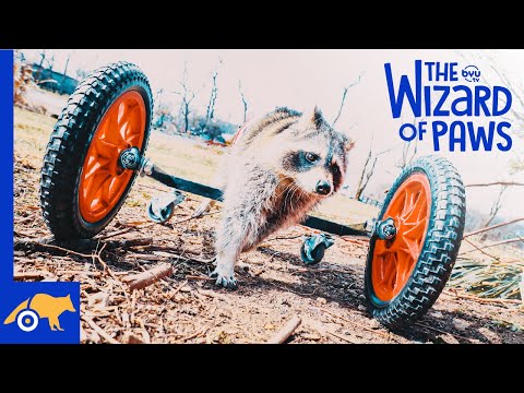 Raccoon-ing 🦝 and Rolling | BYUtv