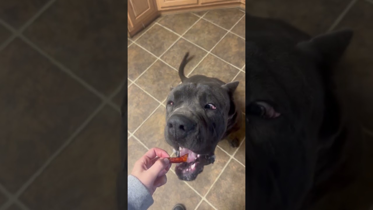Enlarge Romeo, a Adoptable mixed breed in Sacramento, CA video 6/6