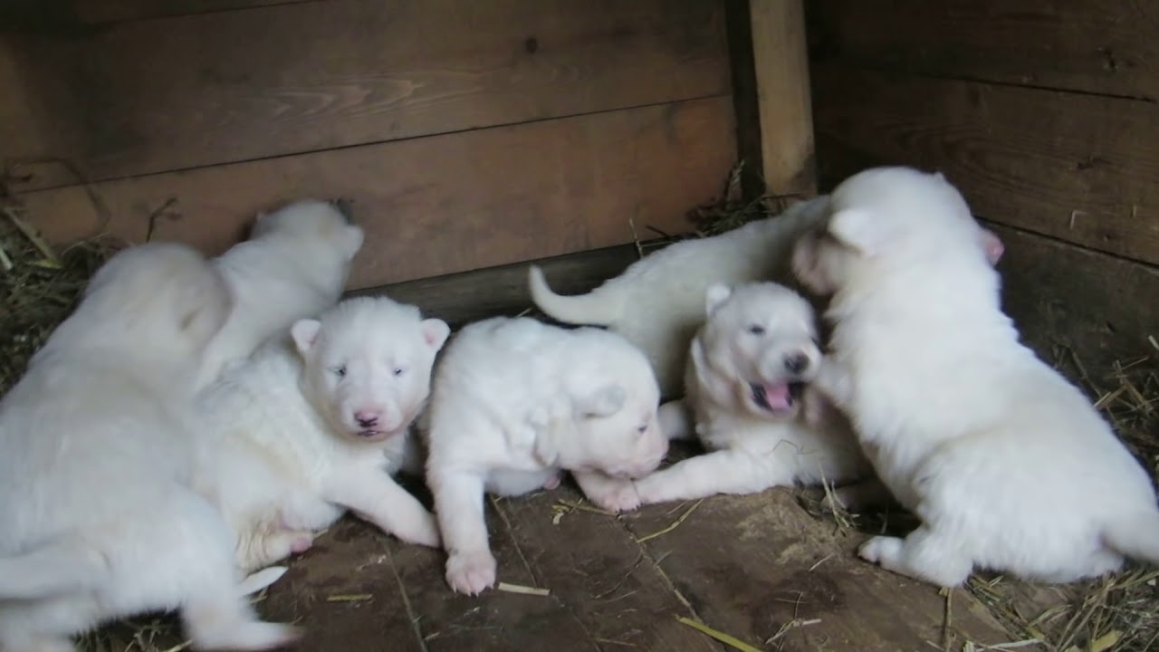 ЩЕНКИ  УЖЕ ПЫТАЮТСЯ ИГРАТЬ!!!