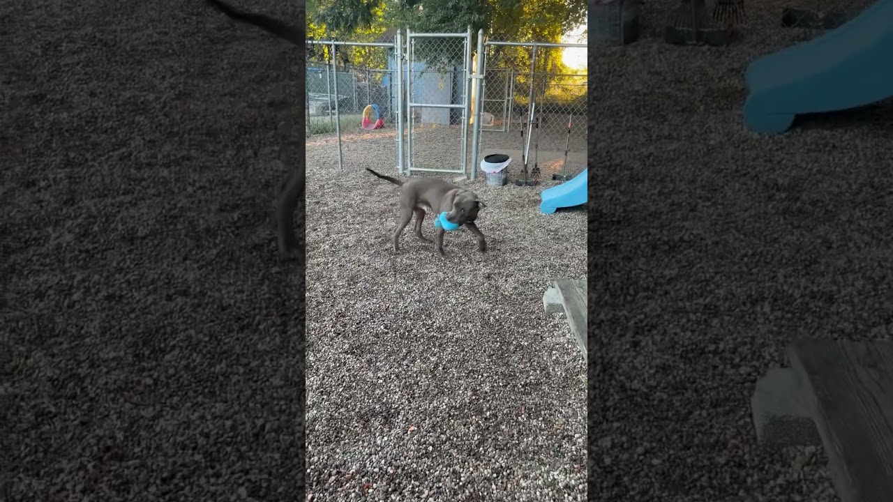 Enlarge Stitch, a Adoptable Mixed Breed in West Olive, MI video 6/6
