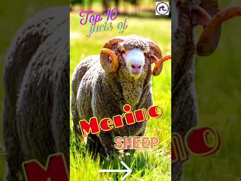 , title : 'Top 10 facts of Merino Sheep Breed | Sheep Breeds | #Shorts'