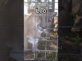 The many personalities of wild cats