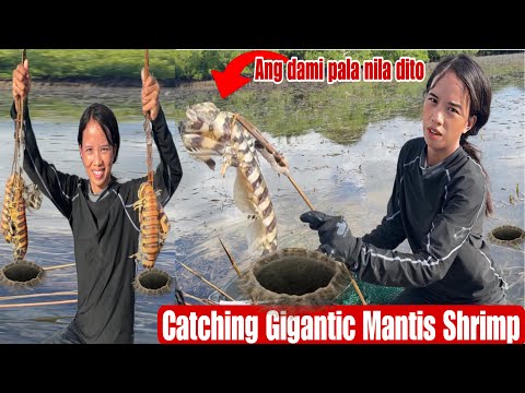 Catching Gigantic Mantis Shrimp