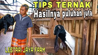 Download lagu TIPS SUKSES ‼️ CARA TERNAK KAMBING ETAWA,HASILKAN PULUHAN JUTA.. mp3