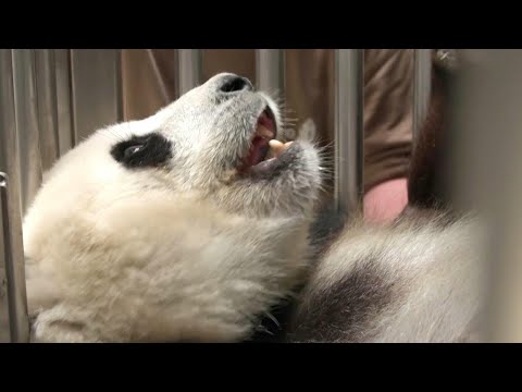 Panda Meng-Meng ist ein bisschen schwanger | AFP