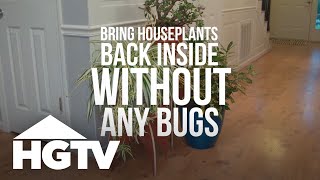 Way to Grow: How to Bring Houseplants Inside (Without Bugs) | HGTV