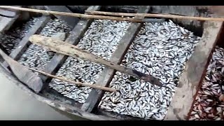 preview picture of video 'Fishing  ||  Catching Fish  ||  Fishing Bangladesh  || Poti Fish'