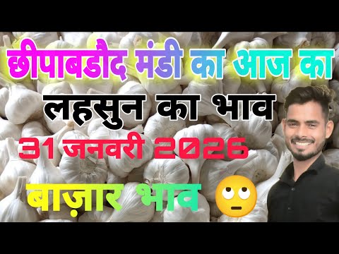Chhipabarod Lahsun Mandi Ka Bhav | Today Garlic Rate | Aaj Ka Lahsun Ka Bhav | Garlic prices