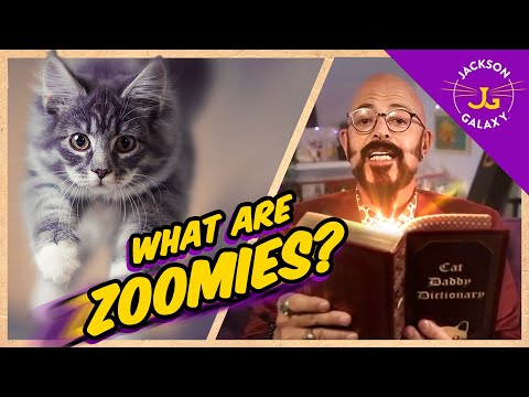 What Are Cat Zoomies? | Cat Daddy Dictionary
