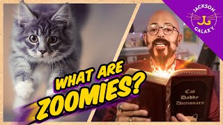 What Are Cat Zoomies? | Cat Daddy Dictionary