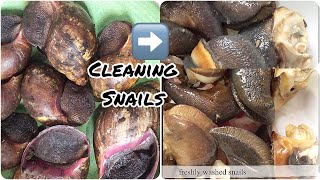 Removing African Giant Snails from Shell | Cleaning Snail Slime for cooking