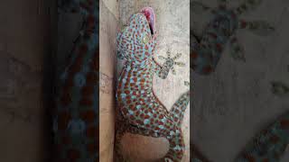 Download lagu Tokay Gecko sound #gecko mp3 Download lagu Tokay Gecko sound #gecko mp3