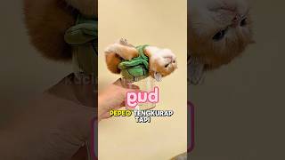 Download lagu si kucing pepew jadi kura kura krcil#catshorts mp3
