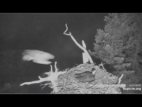 Hog Island Osprey ~ A Fierce Owl Attack! GHO ATTACKS Lady Osprey On The Nest! SLOMO! 5.11.20