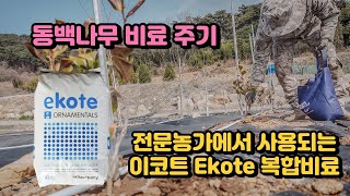 【동백 나무 비료 주는날】 전문농가에서 사용되는 완효성 코팅비료 이코트 Ekote 네덜란드 산 복합비료 