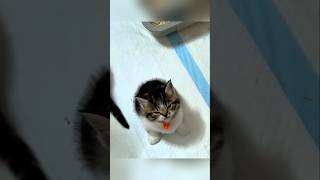 #cat #cute #catvideo #cutecat #funnyvideo #funny #pets