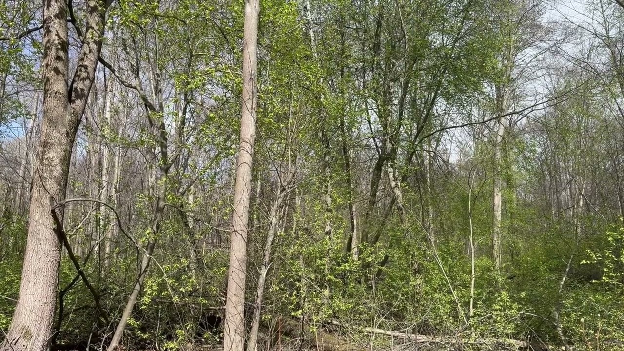 2026-04-25 Mindre hackspett Rödhake sång, Klampenborg Njurunda.