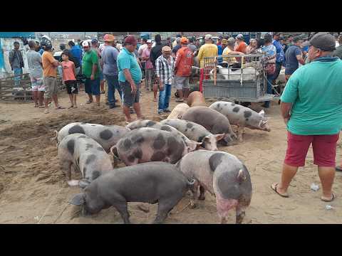 Feira de Porcos em Surubim Pernambuco,começa às 4hrs da manhã 23/10/2026.