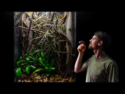 Crested Gecko Mansion Vivarium