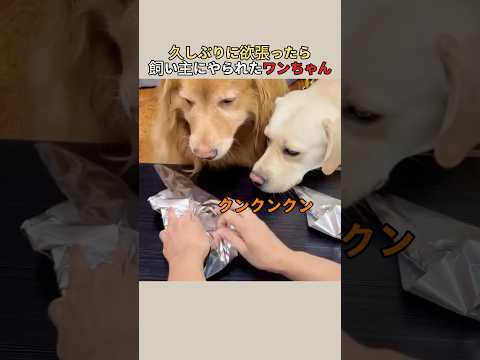 久しぶりに欲張ったら飼い主にやられたワンちゃん