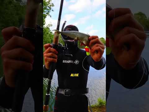 This Fishing Hook Lets You Cheat In The Ocean (IG kanama_bait)