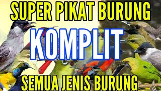Download lagu suara pikat semua jenis burung kecil dan besar paling ampuh durasi panjang mp3