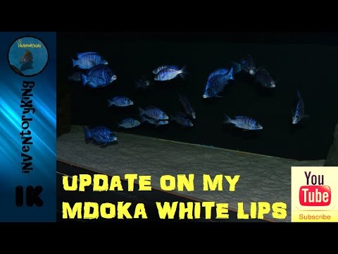 MDOKA WHITE LIPS | A Stunning Tropical Fish | Lake Malawi | African Cichlid | Waiting List