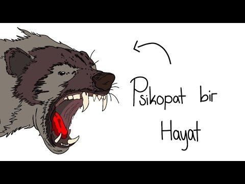 Eğer Bir Bal Porsuğu Olarak Doğsaydın?