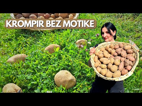 4 NAJLAKŠA Načina Za Sadnju Krompira