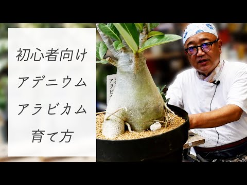 アデライトについて詳しく解説