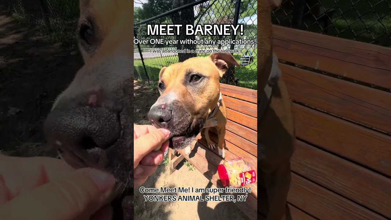 Enlarge Barney, a Adoptable mixed breed in Yonkers, NY video 6/6