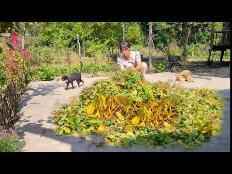 Sojabohnen ernten. Pflanzen Sie mehr Chayote und Bok Choy. Knusprig geröstete Sojabohnen zubereiten
