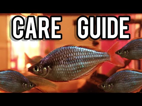 Should YOU get a Dwarf Neon Rainbowfish? (Care Guide)