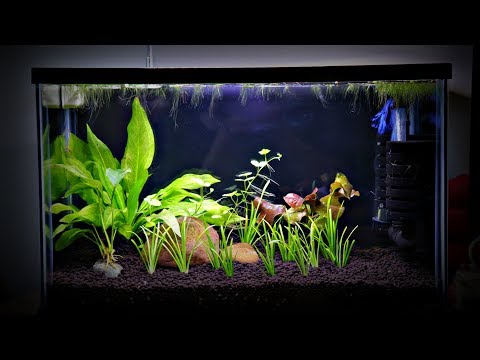 Why Sponge Filters are Great For Small Planted Tanks