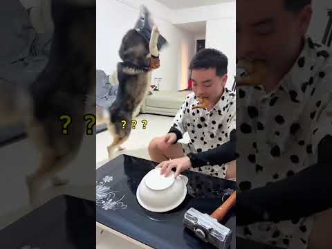 這不不都是炸雞嗎？！ #萬物可愛計劃 #誰家還沒個傻狗 #萌寵出道計劃 #斑點狗大戰哈士奇