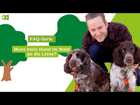 Muss ich meinen Hund im Wald an die Leine nehmen?