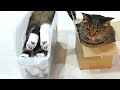 Confused Cats
