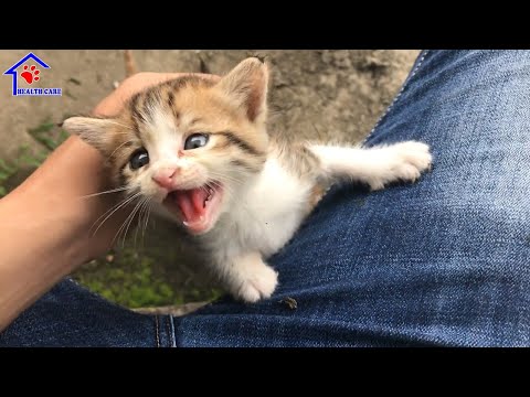 Cutest Baby think I'm their Mother - Little kittens crying on street