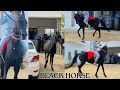 Black Horse Horse Riding Marwari Horse Black Horse Riding